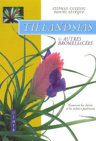 Tillandsias et autres bromeliacées