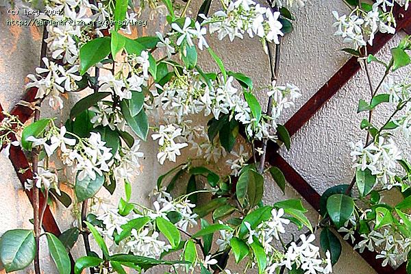 Faux jasmin ou Trachelospermum : une longue floraison étoilée