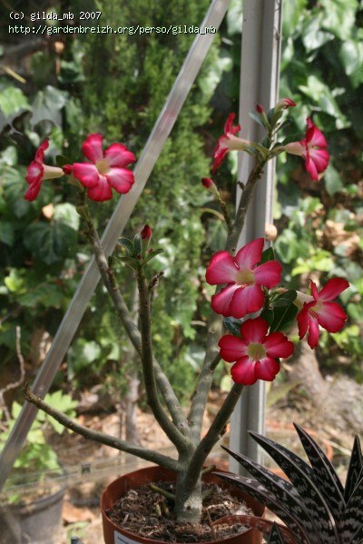 Rose du désert, Faux baobab, Adenium obesum : planter, cultiver