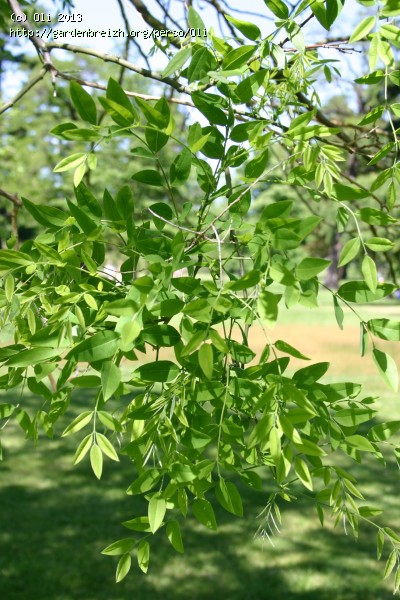 Styphnolobium japonicum, Sophora du Japon, arbre des Pagodes, pagoda tree