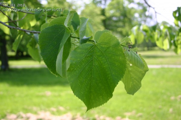 Tilleul d'Amérique - Tilia americana - Le Jardin du Pic Vert