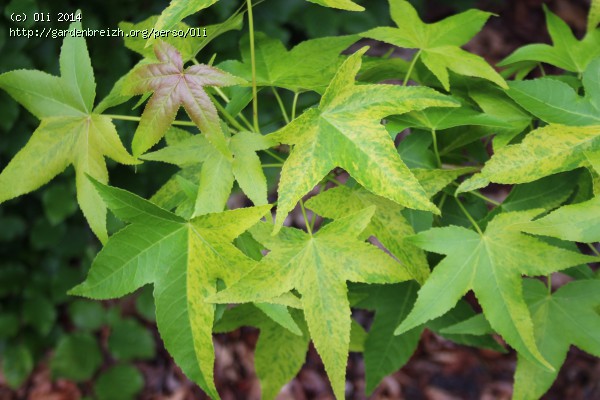 Gros Plan D'une Brindille D'un Arbre De Gomme Douce (liquidambar  Styraciflua) En Automne, Avec Une Douzaine De Fruits Sphériques Épineux  Verts Et Plusieurs Feuilles Colorées Sur Fond De Bokeh Doux Banque D'Images