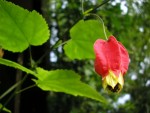 Abutilon megapotamicum