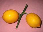 Citrus limon 'Meyer'