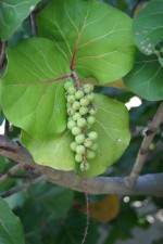 Coccoloba uvifera