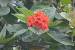 Cordia sebestena