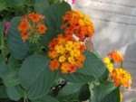 Lantana camara