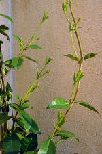 Trachelospermum jasminoides