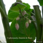 Cyphomandra betacea