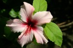 Hibiscus rosa-sinensis