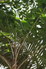 Aiphanes caryotifolia
