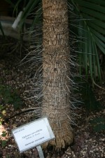 Aiphanes caryotifolia