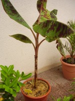 Musa acuminata ssp. zebrina