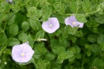 Convolvulus sabatius