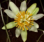 Passiflora macrophylla