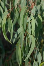 Eucalyptus leucoxylon