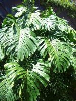 Monstera deliciosa