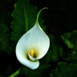 Zantedeschia aethiopica