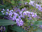 Hardenbergia violacea