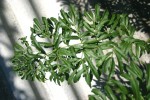 Pterocarya stenoptera 'Fern Leaf'