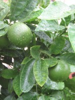 Citrus paradisi