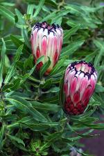 Protea neriifolia 