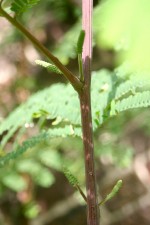 Paraserianthes lophanta