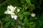 Murraya paniculata