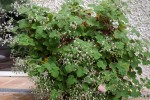 Pelargonium tomentosum