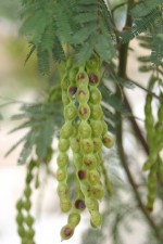 Acacia deanei ssp. deanei