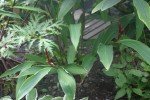 Cautleya spicata