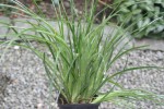 Fascicularia bicolor