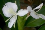 Hedychium coronarium