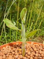 Musa acuminata 'Dwarf Cavendish'