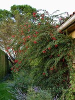 Fuchsia regia ssp. reitzii