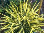 Yucca filamentosa 'Golden Sword'