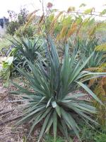 Yucca recurvifolia 'Grande Motte'