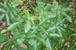 Cyclocarya paliurus