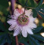 Passiflora caerulea 'Pierre Pomie'