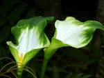 Zantedeschia aethiopica