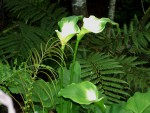 Zantedeschia aethiopica