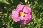 Cistus x purpureus