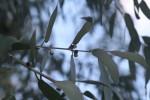 Eucalyptus perriniana