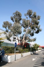 Eucalyptus urnigera