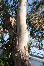 Eucalyptus urnigera