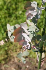 Eucalyptus urnigera