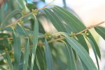 Eucalyptus parvifolia