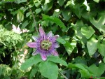 Passiflora x belotii