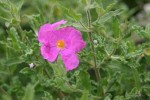 Cistus crispus