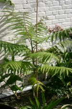 Zanthoxylum ailanthoides